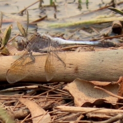 Orthetrum caledonicum (Blue Skimmer) at Tuggeranong Creek to Monash Grassland - 29 Jan 2020 by RodDeb