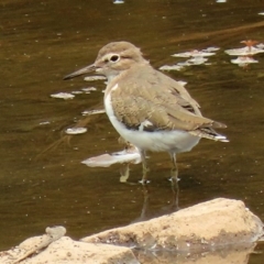 Actitis hypoleucos (Common Sandpiper) at Tuggeranong Creek to Monash Grassland - 29 Jan 2020 by RodDeb