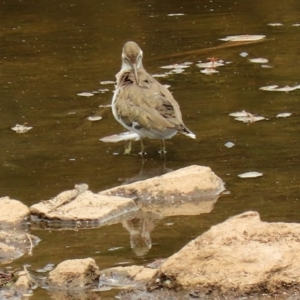 Actitis hypoleucos at Isabella Plains, ACT - 29 Jan 2020