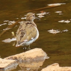 Actitis hypoleucos at Isabella Plains, ACT - 29 Jan 2020