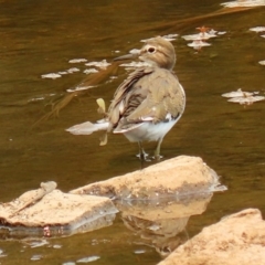 Actitis hypoleucos at Isabella Plains, ACT - 29 Jan 2020