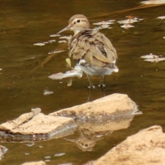 Actitis hypoleucos at Isabella Plains, ACT - 29 Jan 2020