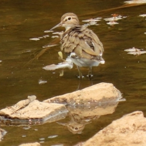 Actitis hypoleucos at Isabella Plains, ACT - 29 Jan 2020