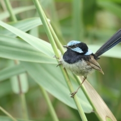 Malurus cyaneus (Superb Fairywren) at Panboola - 26 Jan 2020 by Leo