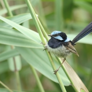 Malurus cyaneus at Pambula, NSW - 27 Jan 2020