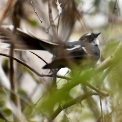 Rhipidura albiscapa (Grey Fantail) at Weston, ACT - 30 Jan 2020 by AliceH