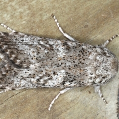 Cryptophasa irrorata (A Gelechioid moth (Xyloryctidae)) at Ulladulla, NSW - 26 Jan 2020 by jbromilow50