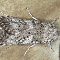 Cryptophasa irrorata (A Gelechioid moth (Xyloryctidae)) at Ulladulla - Warden Head Bushcare - 26 Jan 2020 by jb2602