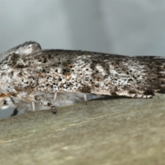 Cryptophasa irrorata at Ulladulla - Warden Head Bushcare - 26 Jan 2020 09:32 PM