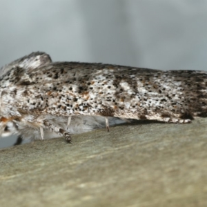 Cryptophasa irrorata at Ulladulla - Warden Head Bushcare - 26 Jan 2020 09:32 PM