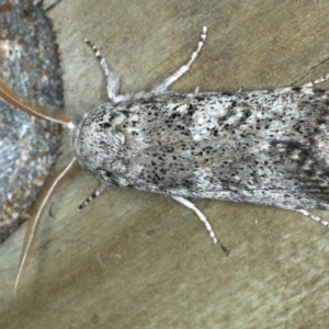 Cryptophasa irrorata at Ulladulla - Warden Head Bushcare - 26 Jan 2020