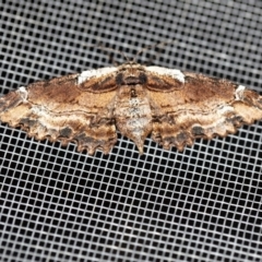 Pholodes sinistraria (Sinister or Frilled Bark Moth) at O'Connor, ACT - 30 Jan 2020 by ibaird