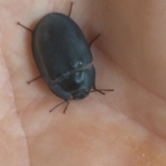 Pterohelaeus planus (Pie dish beetle) at Greenleigh, NSW - 31 Dec 2019 by LyndalT