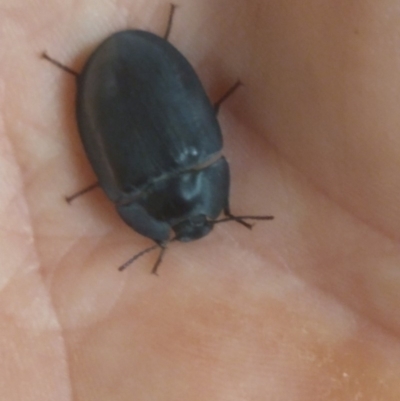 Pterohelaeus planus (Pie dish beetle) at Greenleigh, NSW - 1 Jan 2020 by LyndalT