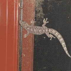 Christinus marmoratus (Southern Marbled Gecko) at Casey, ACT - 31 Jan 2020 by xole