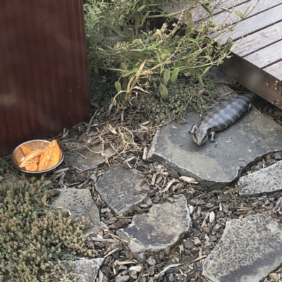 Tiliqua scincoides scincoides (Eastern Blue-tongue) at Casey, ACT - 25 Dec 2019 by xole