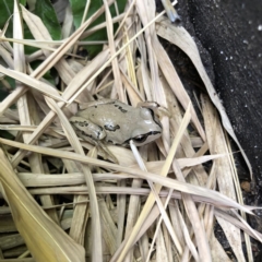 Litoria verreauxii verreauxii at Casey, ACT - 27 Oct 2018