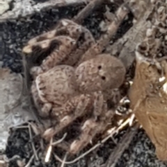 Neosparassus sp. (genus) (Unidentified Badge huntsman) at Mulligans Flat - 22 Jan 2020 by Bioparticles