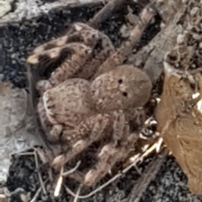 Neosparassus sp. (genus) (Unidentified Badge huntsman) at Mulligans Flat - 22 Jan 2020 by Bioparticles