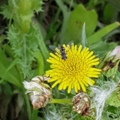 Melangyna sp. (genus) (Hover Fly) at Gungahlin, ACT - 25 Jan 2020 by Bioparticles