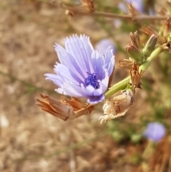Cichorium intybus (Chicory) at Palmerston, ACT - 24 Jan 2020 by Bioparticles