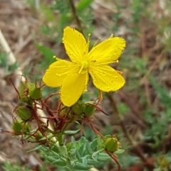 Hypericum perforatum (St John's Wort) at Gungahlin, ACT - 25 Jan 2020 by Bioparticles