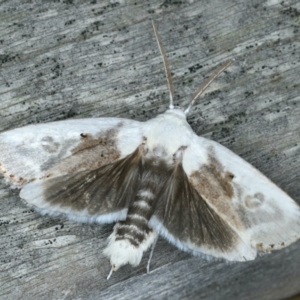 Cryptophasa albacosta at Ulladulla, NSW - 26 Jan 2020 10:22 PM