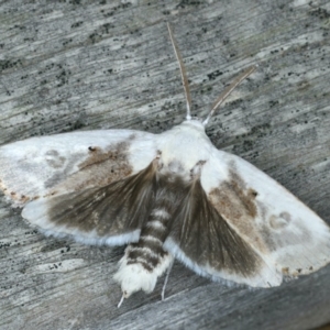 Cryptophasa albacosta at Ulladulla, NSW - 26 Jan 2020