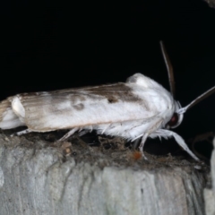 Cryptophasa albacosta at Ulladulla, NSW - 26 Jan 2020