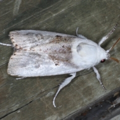 Cryptophasa albacosta at Ulladulla, NSW - 26 Jan 2020