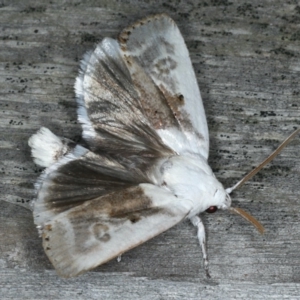 Cryptophasa albacosta at Ulladulla, NSW - 26 Jan 2020