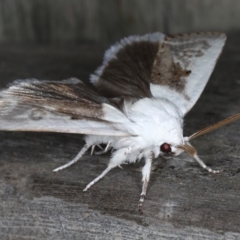 Cryptophasa albacosta at Ulladulla, NSW - 26 Jan 2020