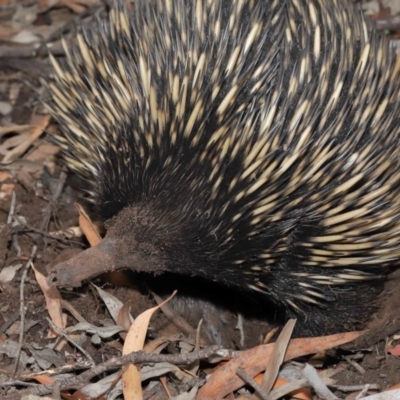 Tachyglossus aculeatus (Short-beaked Echidna) at Hackett, ACT - 15 Jan 2020 by TimL