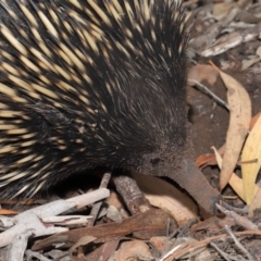 Tachyglossus aculeatus at Hackett, ACT - 15 Jan 2020 11:52 AM