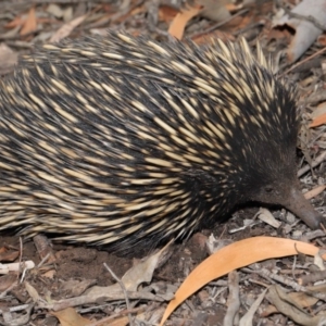 Tachyglossus aculeatus at Hackett, ACT - 15 Jan 2020 11:52 AM