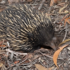 Tachyglossus aculeatus at Hackett, ACT - 15 Jan 2020 11:52 AM