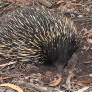 Tachyglossus aculeatus at Hackett, ACT - 15 Jan 2020 11:52 AM