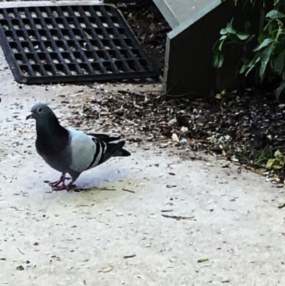 Columba livia (Rock Dove (Feral Pigeon)) at Hughes, ACT - 31 Jan 2020 by ruthkerruish