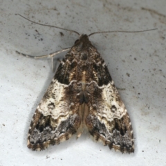 Arrade destituta (Hypeninae) at Ulladulla - Warden Head Bushcare - 26 Jan 2020 by jb2602