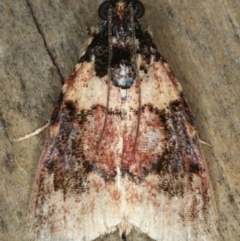 Unidentified Tortricid moth (Tortricidae) at Coomee Nulunga Cultural Walking Track - 26 Jan 2020 by jb2602