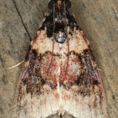 Unidentified Tortricid moth (Tortricidae) at Ulladulla - Warden Head Bushcare - 26 Jan 2020 by jb2602