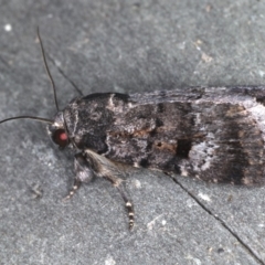 Thoracolopha verecunda (A Noctuid moth (Acronictinae)) at Ulladulla, NSW - 26 Jan 2020 by jb2602