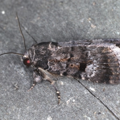 Thoracolopha verecunda (A Noctuid moth (Acronictinae)) at Coomee Nulunga Cultural Walking Track - 26 Jan 2020 by jb2602