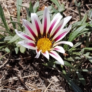 Gazania rigens at Ngunnawal, ACT - 25 Jan 2020 02:55 PM