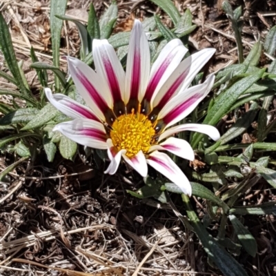 Gazania rigens (Treasure Flower) at Ngunnawal, ACT - 25 Jan 2020 by Bioparticles