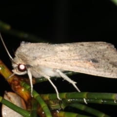 Mythimna (Pseudaletia) convecta (Common Armyworm) at Ulladulla, NSW - 26 Jan 2020 by jb2602