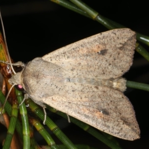 Mythimna (Pseudaletia) convecta at Ulladulla, NSW - 26 Jan 2020