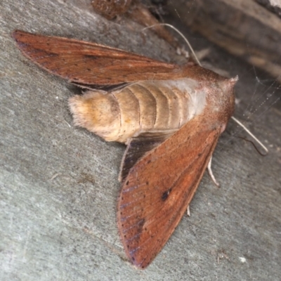 Mythimna (Pseudaletia) convecta (Common Armyworm) at Coomee Nulunga Cultural Walking Track - 26 Jan 2020 by jbromilow50