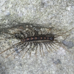 Scutigeridae (family) (A scutigerid centipede) at Ulladulla - Warden Head Bushcare - 26 Jan 2020 by jb2602