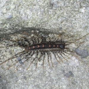 Scutigeridae (family) at Ulladulla - Warden Head Bushcare - 26 Jan 2020